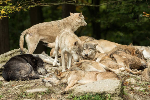 istock A pack of wolves on a rock 870210378