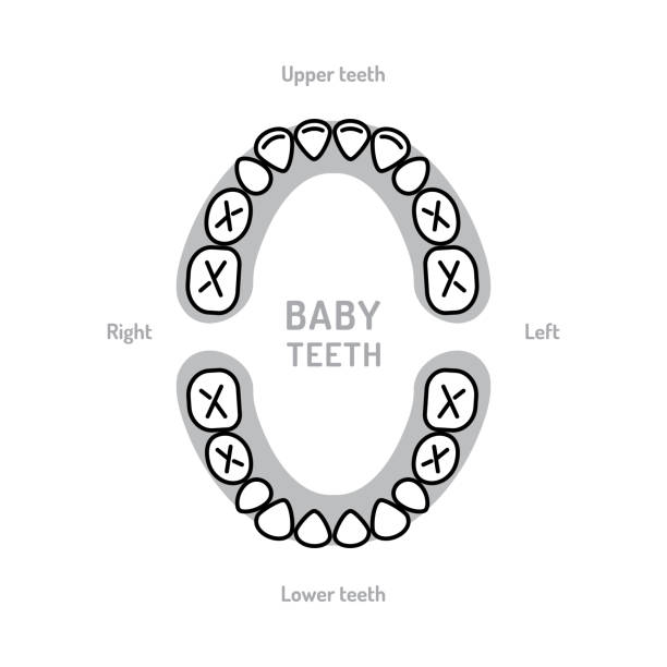 Baby Tooth Chart Baby mouth. Primary teeth, deciduous teeth, or milk teeth. Childrens dentistry thin line art icons Baby Tooth Chart Baby mouth. Primary teeth, deciduous teeth, or milk teeth. Childrens dentistry thin line art icons. Vector flat illustration dental drill stock illustrations