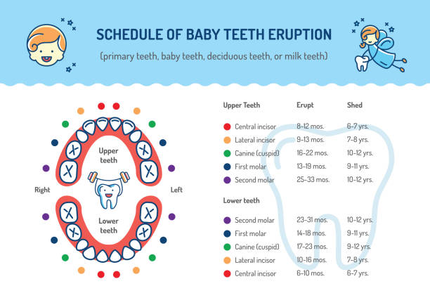 Schedule of Baby Teeth Eruption. Primary teeth, deciduous teeth. Childrens dentistry infographics Dental care Schedule of Baby Teeth Eruption. Baby mouth, Primary teeth, deciduous teeth. Childrens dentistry infographics Dental care thin line art icons. Vector outline elements baby teeth stock illustrations