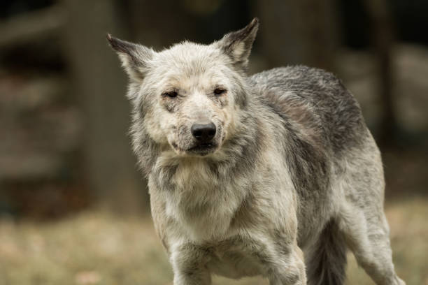 istock A wolf looks directly at the camera 870210806