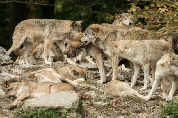istock A pack of wolves on a rock 870210812