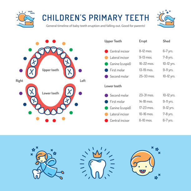 Childrens Primary Teeth, Schedule of Baby Teeth Eruption. Childrens dentistry infographics Childrens Primary Teeth, Schedule of Baby Teeth Eruption. Baby mouth, Childrens dentistry infographics Dental care thin line art icons. Vector flat illustration baby teeth stock illustrations