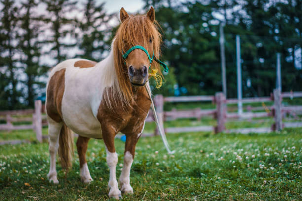 zdjęcia zwierząt - horse summer animal beautiful zdjęcia i obrazy z banku zdjęć