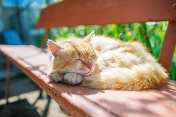 istock young ginger stripped siberian cat sleeping with eyes closed on a wooden bench 870218350