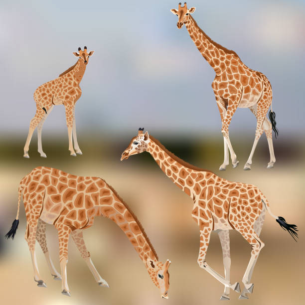 istock A set of giraffes and a giraffe cub 870219394