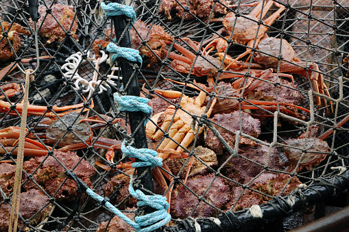 A variety of crabs brought up in the net while out at sea.