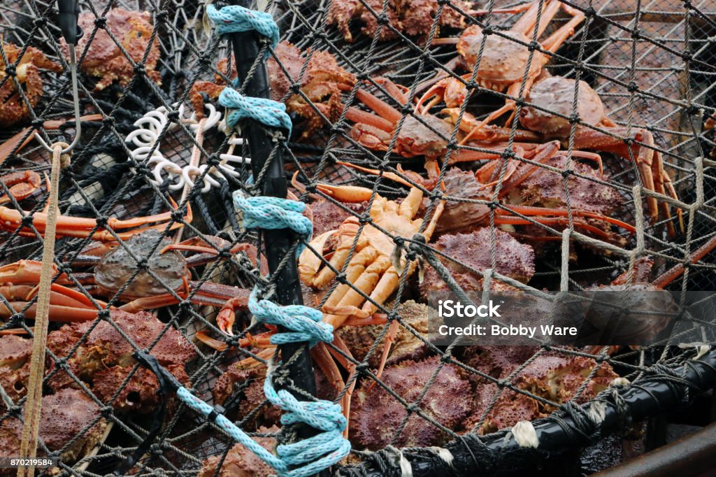 Crabbing A variety of crabs brought up in the net while out at sea. Crab Stock Photo