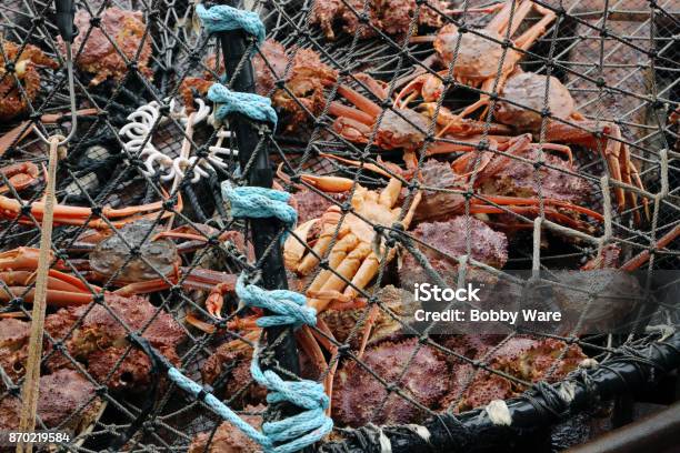 Crabbing Stock Photo - Download Image Now - Crab, Crab - Seafood, Fishing Industry