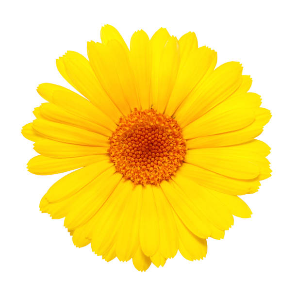 istock yellow flower isolated on white background 870221872