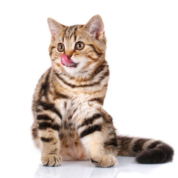 istock Scottish kitten sitting with open mouth 870221930