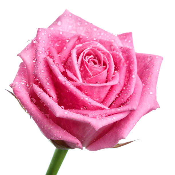 istock pink rose head isolated  on white  background 870221944