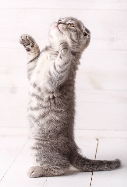 istock A playful Scottish kitten stands on his hind legs and looks up. 870221994