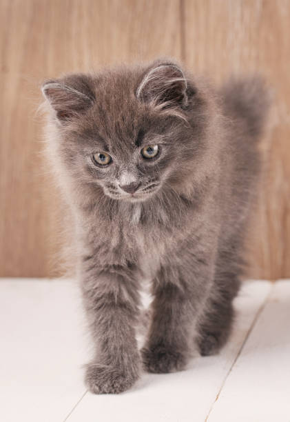 istock Gray cute kitten walks on wooden boards. 870222072