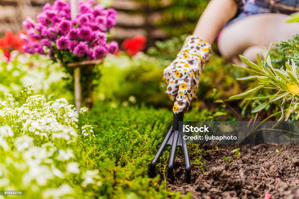 Spring gardening Woman hand planting a beautiful, green leaved plant on a natural, soil background, low angle view. Natural background for advertisements. Gardeners hands planting flowers with small rake in a garden during bright summer day. Yard - Grounds Stock Photo