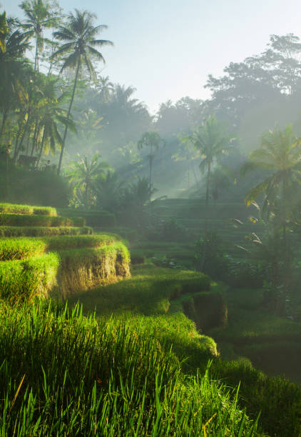 istock Tegallalang Rice terraces at sunrise 870222774
