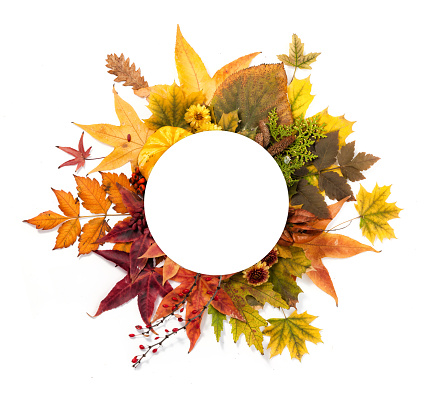 Autumn Wreath of Leaves, Berries, Flowers and Pumpkins of Orange, Yellow and Red Colors on the White Background. Autumn concept.