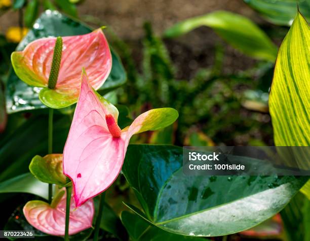 Subtropical Garden Flowers Plants Stock Photo - Download Image Now - Canada, Flower, Green Color