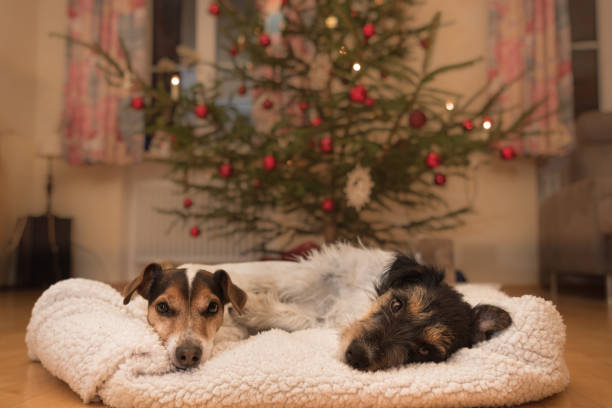 istock Two cute Christmas dogs - Jack Russell Terrier 870226908