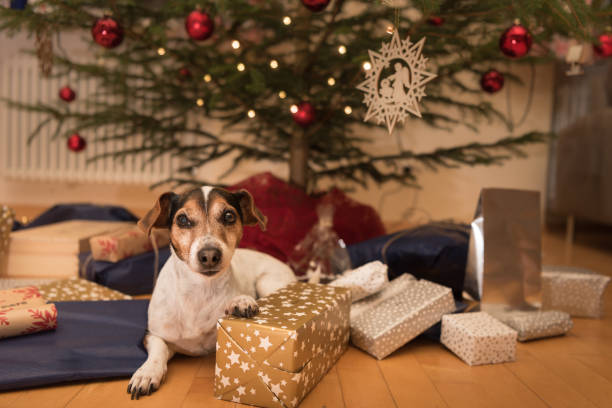 istock Christmas dog - Jack Russell Terrier 870226986