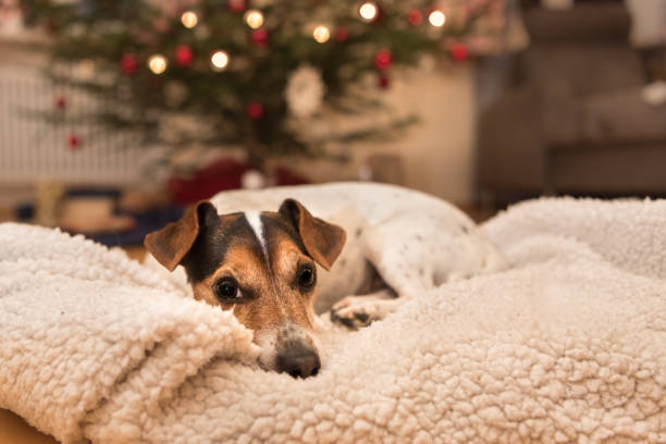 istock Christmas dog - Jack Russell Terrier 870227136