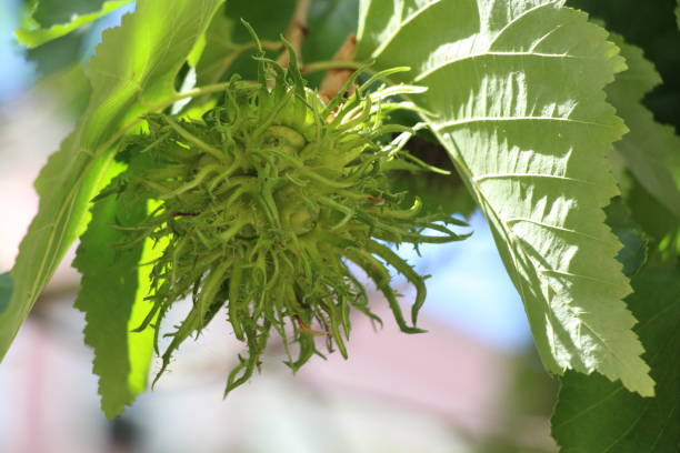 istock A fresh nutcase of cob nuts in the summer 870227228
