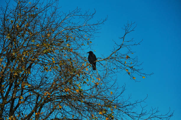 A dark black crow pictured in a tree with yellow leaves with a blue sky background