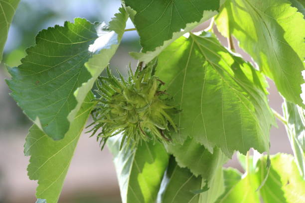 istock A fresh nutcase of cob nuts in the summer 870227312