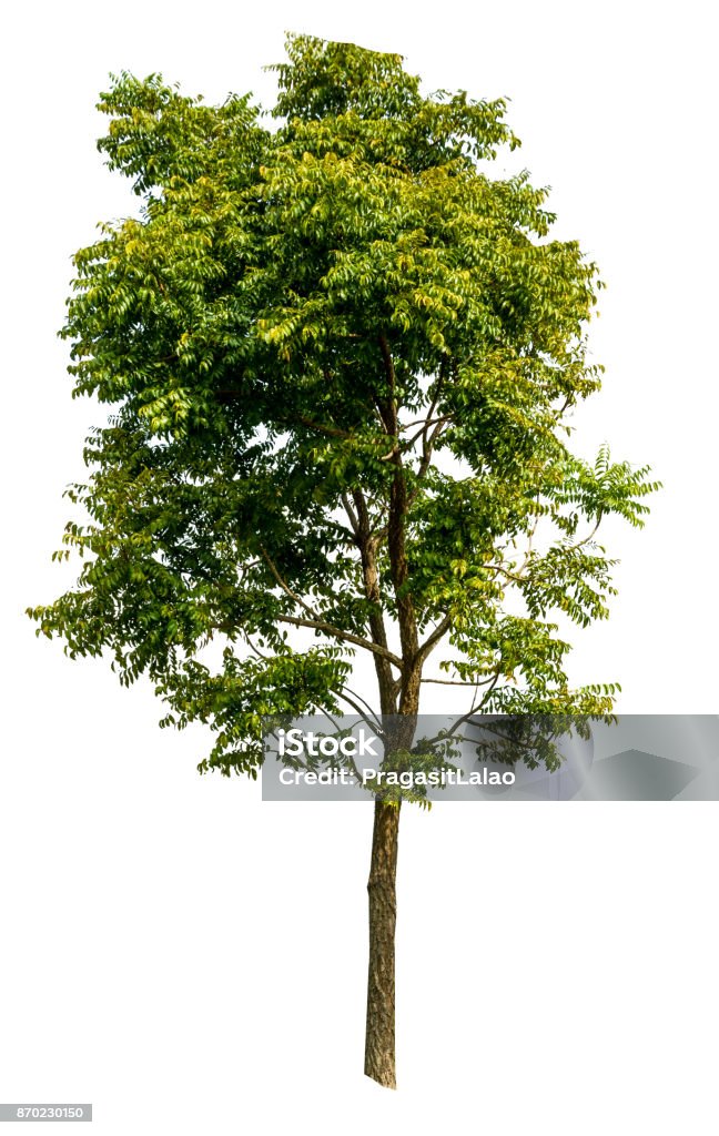 neem tree on white isolate background Tree Stock Photo