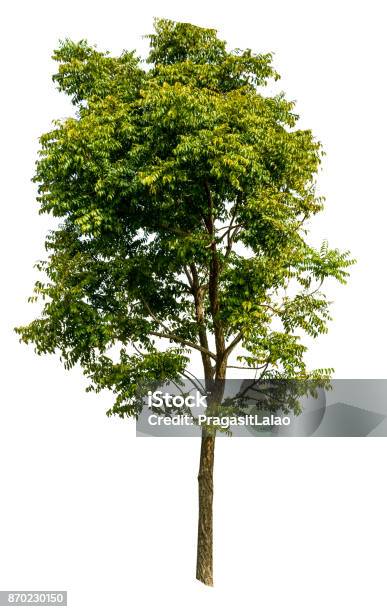Neem Tree On White Isolate Background Stock Photo - Download Image Now - Tree, White Background, Cut Out