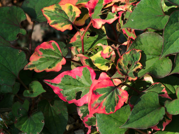 istock Houttuynia cordata leaves, variegated 870230432