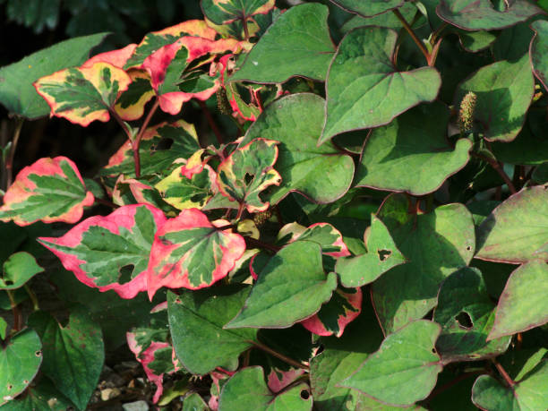istock Houttuynia cordata leaves, variegated 870232600