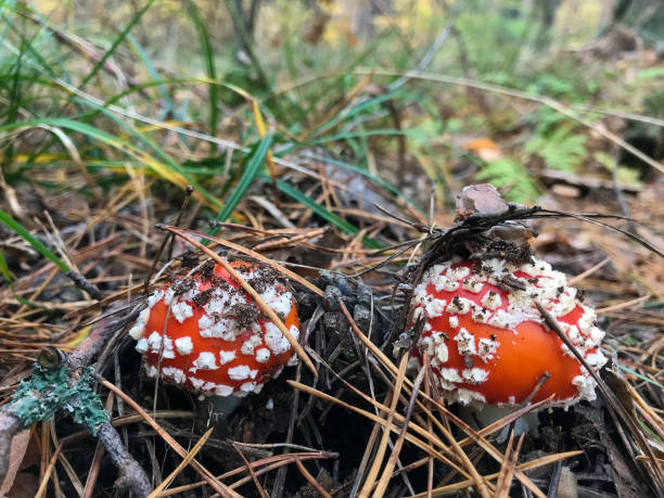 istock mushrooms in the forest 870241398