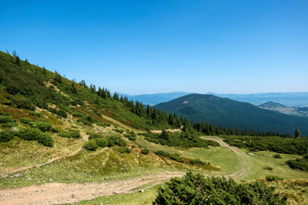 mountain path leading to polonina dragobrat - dragobrat imagens e fotografias de stock