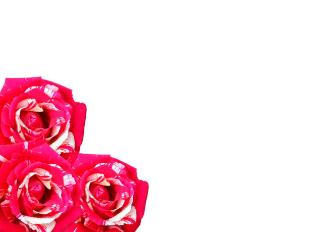 drei leuchtend rosa-weißen rosen isoliert auf weißem hintergrund - clipping path wedding invitation invitation message stock-fotos und bilder