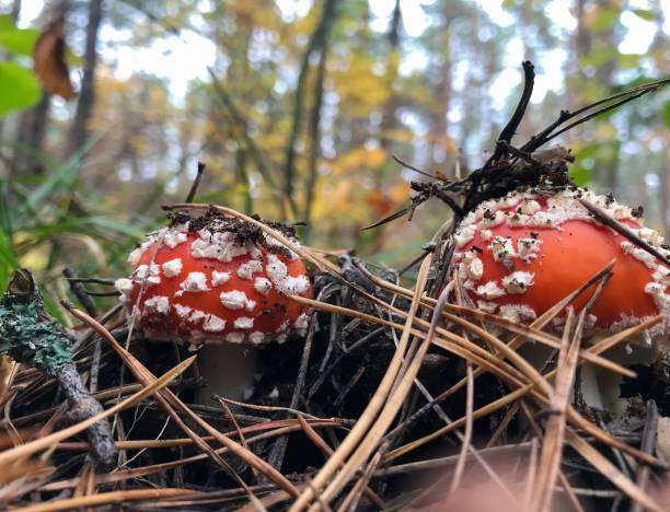 istock mushrooms in the forest 870247992