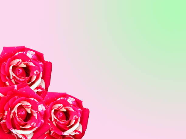 drei leuchtend rosa-weißen rosen auf rosa grün hintergrund isoliert - clipping path wedding invitation invitation message stock-fotos und bilder