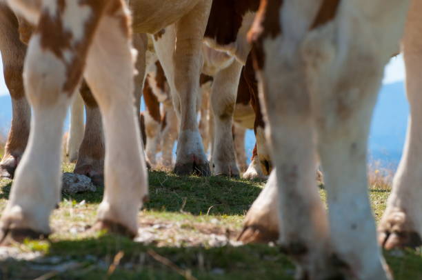 pezuñas de vaca - pezuña fotografías e imágenes de stock