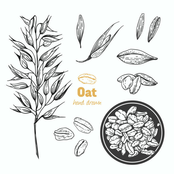 illustrazioni stock, clip art, cartoni animati e icone di tendenza di illustrazione disegnata a mano vettoriale dell'avena - oat