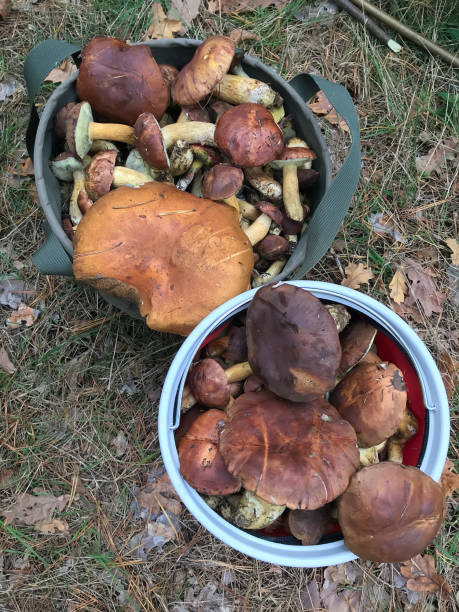 istock mushrooms in the forest 870254760
