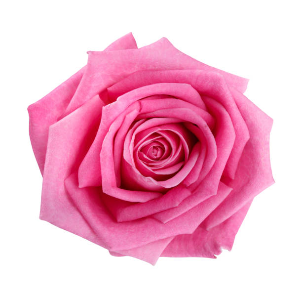 istock pink rose head isolated  on white  background 870255366