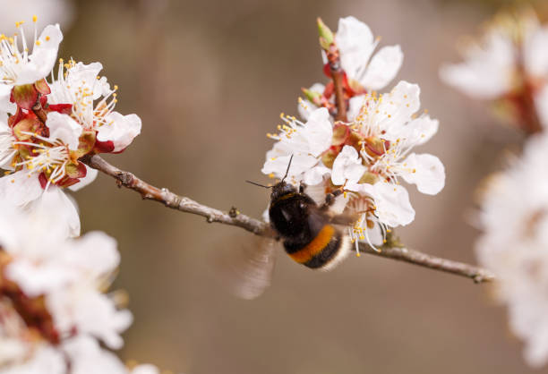 istock Bee on a flower of the white cherry blossoms 870255438