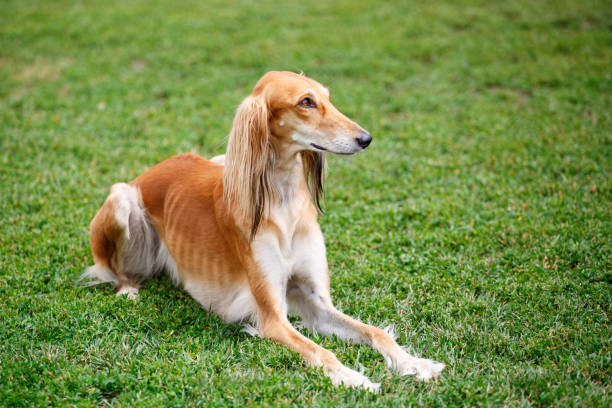 Saluki dog in the park Saluki dog lying on the grass in the park restraint muzzle photos stock pictures, royalty-free photos & images