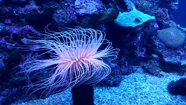 istock Amazing marine animals close-up 870258140