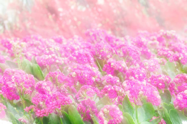 Pink Zinnia flower blooming at outside