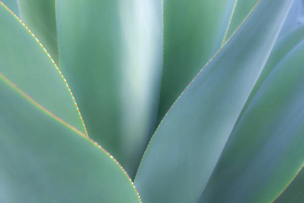 istock Succulent plant Close-up Still Life 870258760