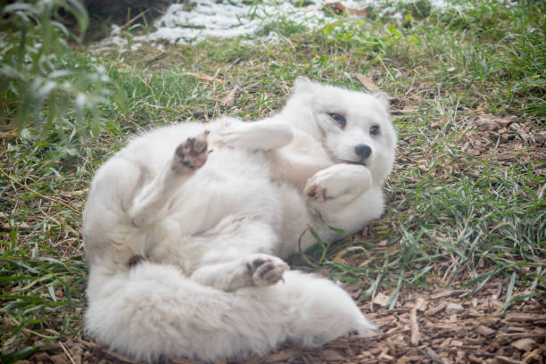 belly fox This arctic fox is being friendly and trusting by playing and showing his belly. churchill manitoba stock pictures, royalty-free photos & images