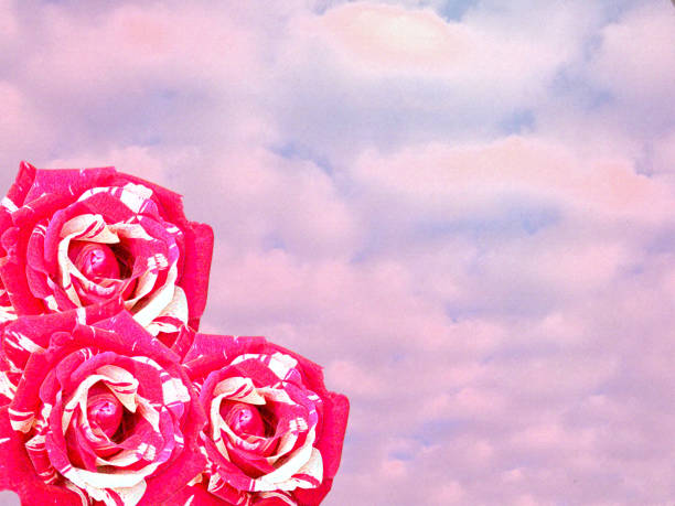 drei leuchtend rosa-weißen rosen auf himmelshintergrund isoliert - clipping path wedding invitation invitation message stock-fotos und bilder