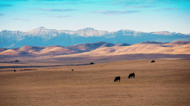 istock Alberta foothills and mountains with cattle and grasslands 870261396