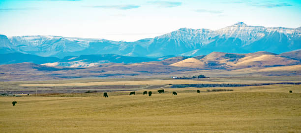 Alberta foothills and mountains with cattle and grasslands