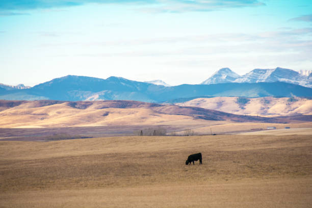 istock Alberta foothills and mountains with cattle and grasslands 870261564